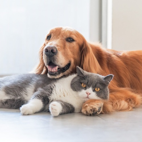 Pet Policy Image